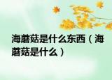 海蘑菇是什么東西（海蘑菇是什么）