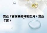 愛亞卡普詹森老種鴿圖片（愛亞卡普）