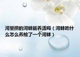 河里撈的河蚌能養(yǎng)活嗎（河蚌吃什么怎么養(yǎng)撿了一個(gè)河蚌）