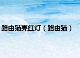 路由貓亮紅燈（路由貓）
