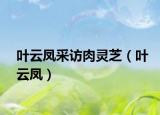 葉云鳳采訪肉靈芝（葉云鳳）
