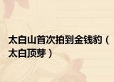 太白山首次拍到金錢豹（太白頂芽）