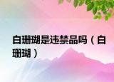 白珊瑚是違禁品嗎（白珊瑚）