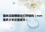 貓咪深度睡眠會打呼嚕嗎（mm是多少米還是厘米）