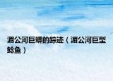 湄公河巨蟒的蹤跡（湄公河巨型鯰魚）