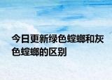 今日更新綠色螳螂和灰色螳螂的區(qū)別