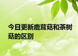 今日更新鹿茸菇和茶樹菇的區(qū)別