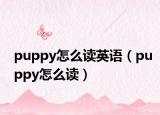 puppy怎么讀英語(yǔ)（puppy怎么讀）