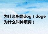 為什么狗是dog（doge為什么叫神煩狗）