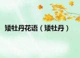 矮牡丹花語(yǔ)（矮牡丹）