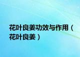 花葉良姜功效與作用（花葉良姜）