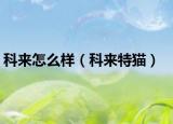 科來怎么樣（科來特貓）