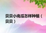 貝貝小南瓜怎樣種植（貝貝）
