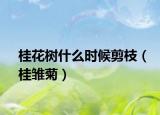 桂花樹什么時候剪枝（桂雛菊）