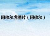 阿穆爾虎圖片（阿穆爾）