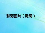 滁菊?qǐng)D片（滁菊）