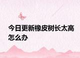 今日更新橡皮樹(shù)長(zhǎng)太高怎么辦