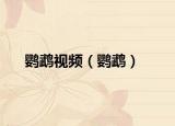 鸚鵡視頻（鸚鵡）