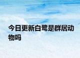 今日更新白鷺是群居動物嗎