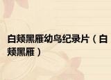 白頰黑雁幼鳥紀(jì)錄片（白頰黑雁）