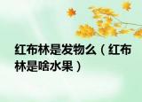 紅布林是發(fā)物么（紅布林是啥水果）