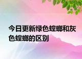 今日更新綠色螳螂和灰色螳螂的區(qū)別