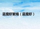藍魔蝦繁殖（藍魔蝦）