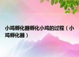 小雞孵化器孵化小雞的過(guò)程（小雞孵化器）