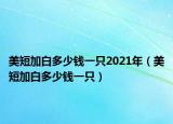 美短加白多少錢一只2021年（美短加白多少錢一只）