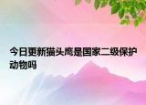 今日更新貓頭鷹是國家二級保護動物嗎