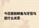 今日更新鱷魚(yú)與牙簽鳥(niǎo)是什么關(guān)系