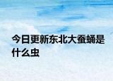 今日更新東北大蠶蛹是什么蟲