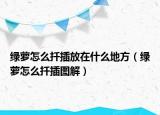 綠蘿怎么扦插放在什么地方（綠蘿怎么扦插圖解）