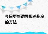 今日更新誘導(dǎo)母雞抱窩的方法