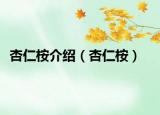 杏仁桉介紹（杏仁桉）