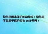 松鼠是國家保護(hù)的動(dòng)物嗎（松鼠是不是屬于保護(hù)動(dòng)物 允許養(yǎng)嗎）
