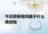 今日更新錦雞屬于什么類動物
