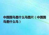 中國(guó)國(guó)鳥(niǎo)是什么鳥(niǎo)圖片（中國(guó)國(guó)鳥(niǎo)是什么鳥(niǎo)）