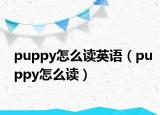 puppy怎么讀英語(yǔ)（puppy怎么讀）