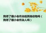 狗得了細小會傳染給其他動物嗎（狗得了細小會傳染人嗎）