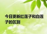 今日更新紅蓮子和白蓮子的區(qū)別