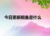 今日更新鯧魚是什么