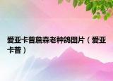 愛(ài)亞卡普詹森老種鴿圖片（愛(ài)亞卡普）