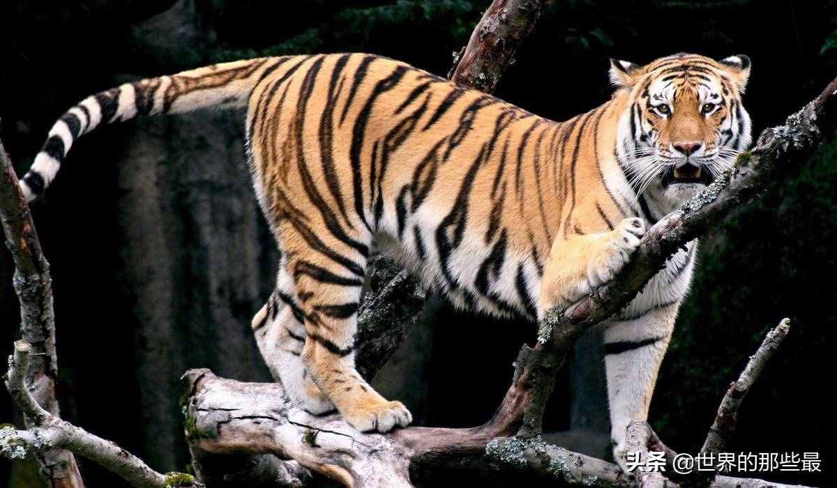 獅子的前三強(qiáng)，老虎的前三強(qiáng)，對(duì)比一下就知道它們的差距有多大