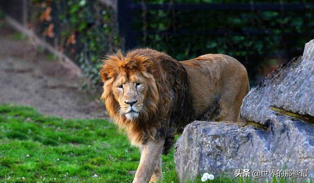 獅子的前三強(qiáng)，老虎的前三強(qiáng)，對(duì)比一下就知道它們的差距有多大
