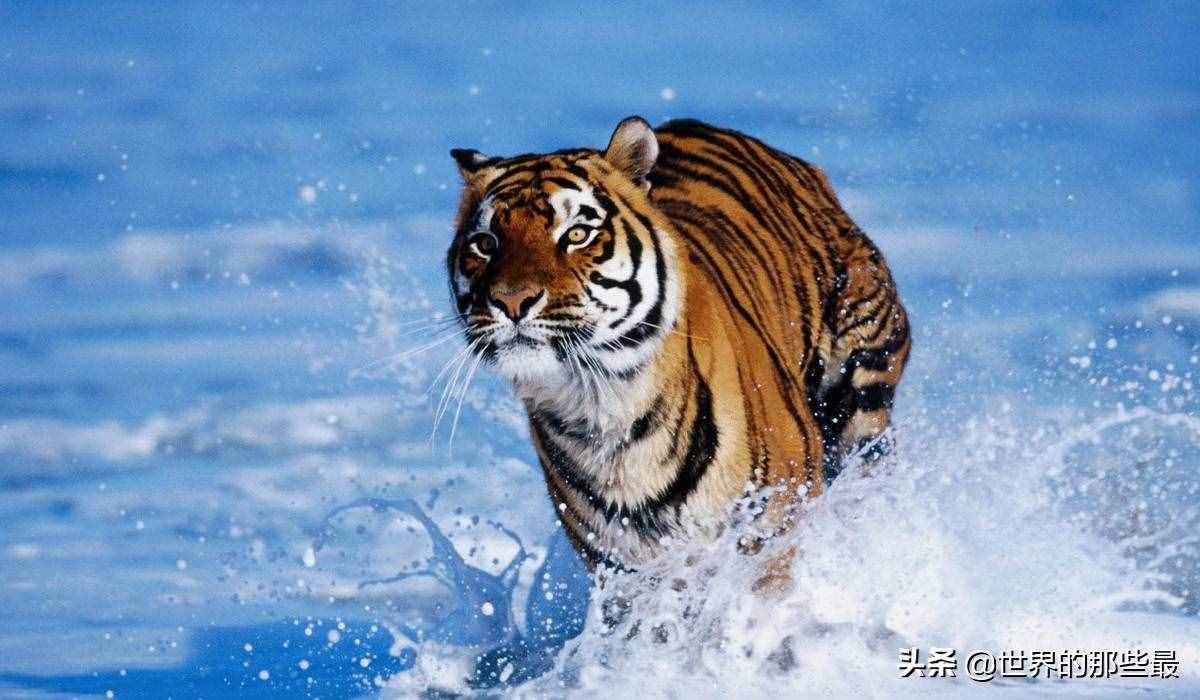 獅子的前三強(qiáng)，老虎的前三強(qiáng)，對(duì)比一下就知道它們的差距有多大