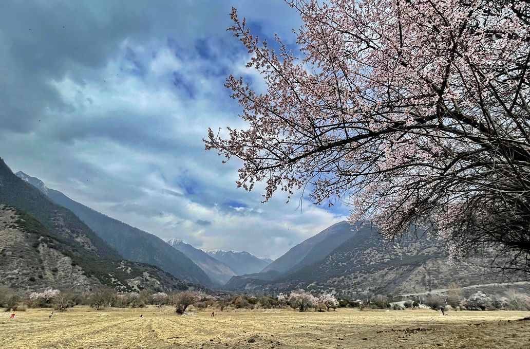攝影人川藏自駕：林芝最好桃花在哪兒？收門票的索松村是桃花源嗎