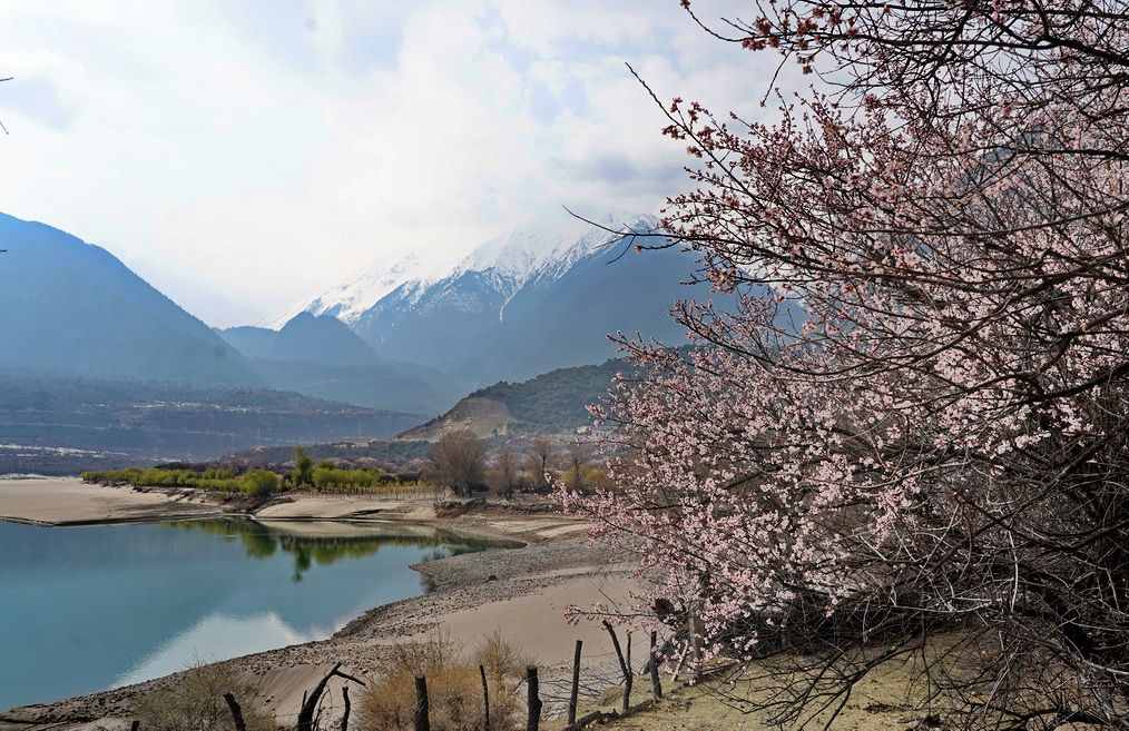 攝影人川藏自駕：林芝最好桃花在哪兒？收門票的索松村是桃花源嗎