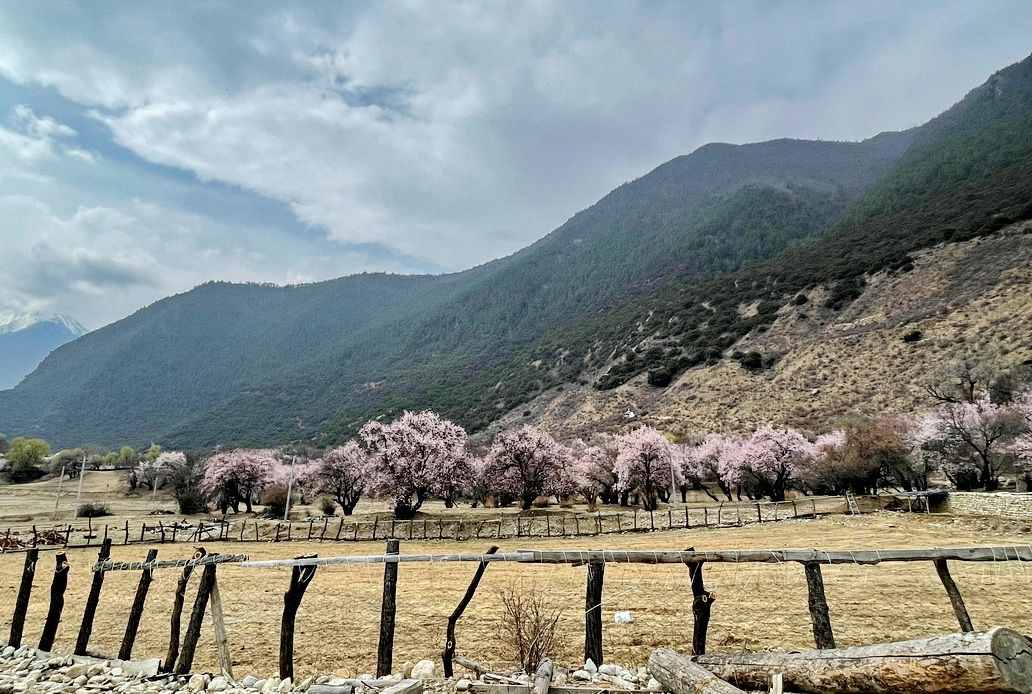 攝影人川藏自駕：林芝最好桃花在哪兒？收門票的索松村是桃花源嗎