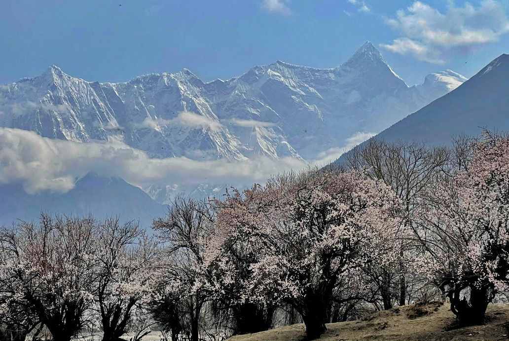 攝影人川藏自駕：林芝最好桃花在哪兒？收門票的索松村是桃花源嗎